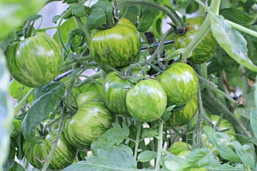 มะเขือเทศม้าลายสีเขียว - Green Zebra Tomato
