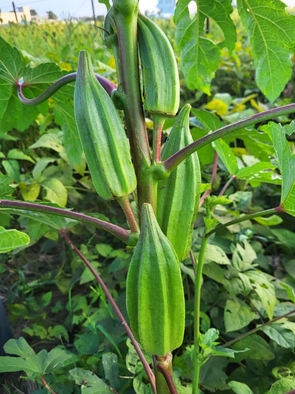 เมล็ดพันธุ์ กระเจี๊ยบเขียว สตาร์ออฟเดวิด Star Of David Okra Seed