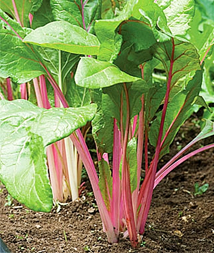 สวิสชาร์ด ฟลามิงโก้ - Flamingo Swiss Chard