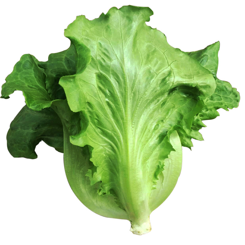 เมล็ดพันธุ์ ผักกาดหอม อิตาลี122 Italian Lettuce 122 Seed
