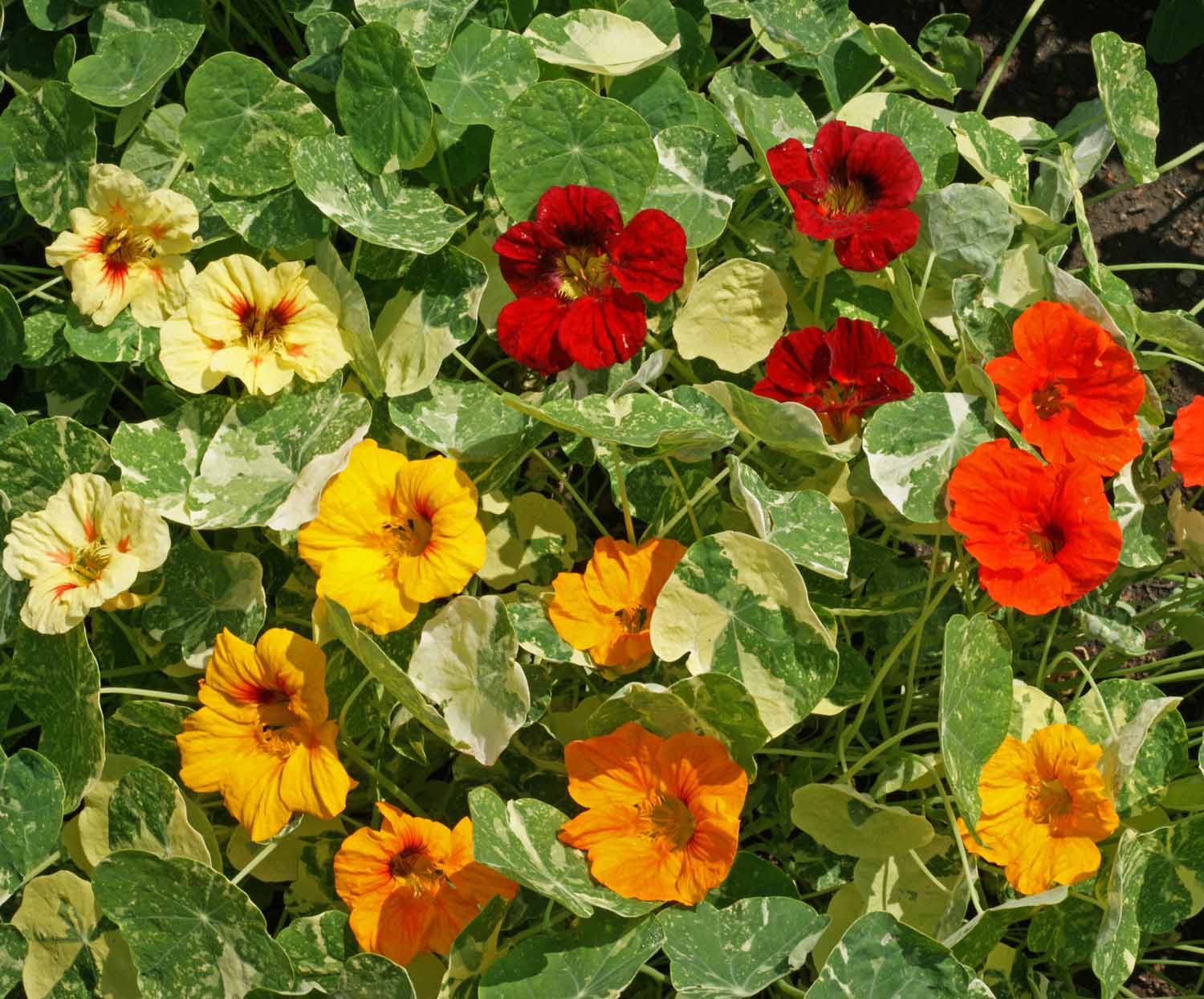 ดอกแนสเทอร์เที่ยม อลาสก้า คละสี - Alaska Mix Nasturtium (ดอกใบกินได้)