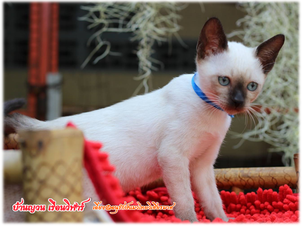 น้องแมวมมาใหม่ 2/2562