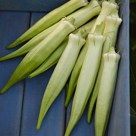 กะเจี๊ยบมอญขาว - Blondy Okra
