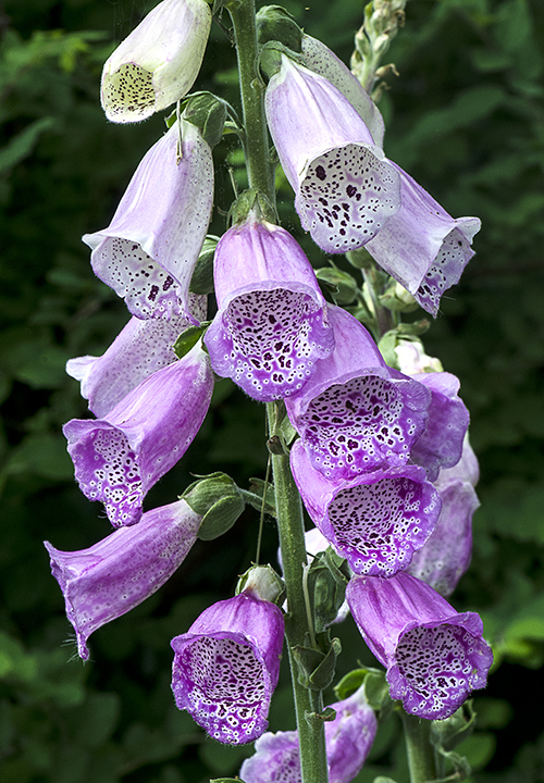 ดอกฟ็อกโกลฟ์ คละสี - Mixed Foxglove Flower