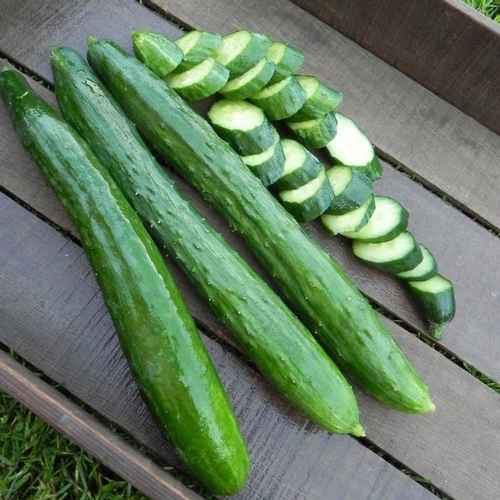 แตงกวาญี่ปุ่น เทสตี้กรีน - Tasty Green F1 Cucumber
