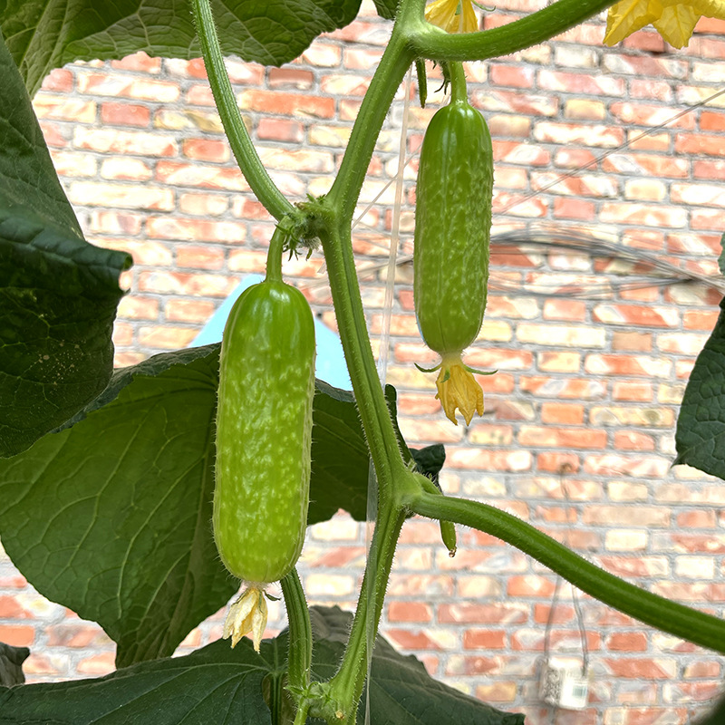 เมล็ดพันธุ์ แตงกวา โกลเด้นนักเก็ต Golden Nugget Cucumber F1 Seed