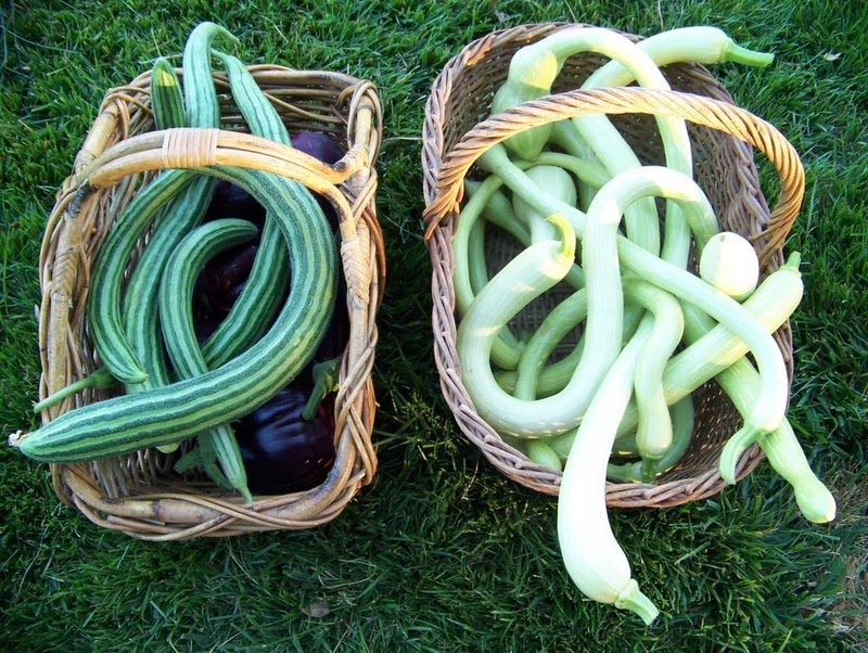 แตงกวางู - Painted Serpent Cucumber