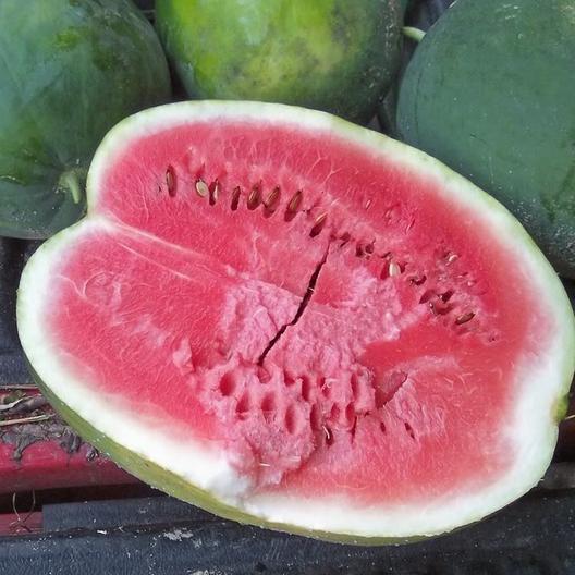 แตงโมแบล็คไดมอนด์ - Black Diamond Watermelon