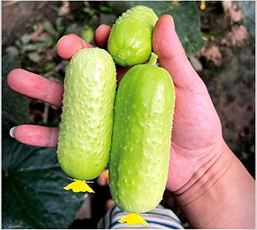 เมล็ดพันธุ์ แตงกวา โกลเด้นนักเก็ต Golden Nugget Cucumber F1 Seed