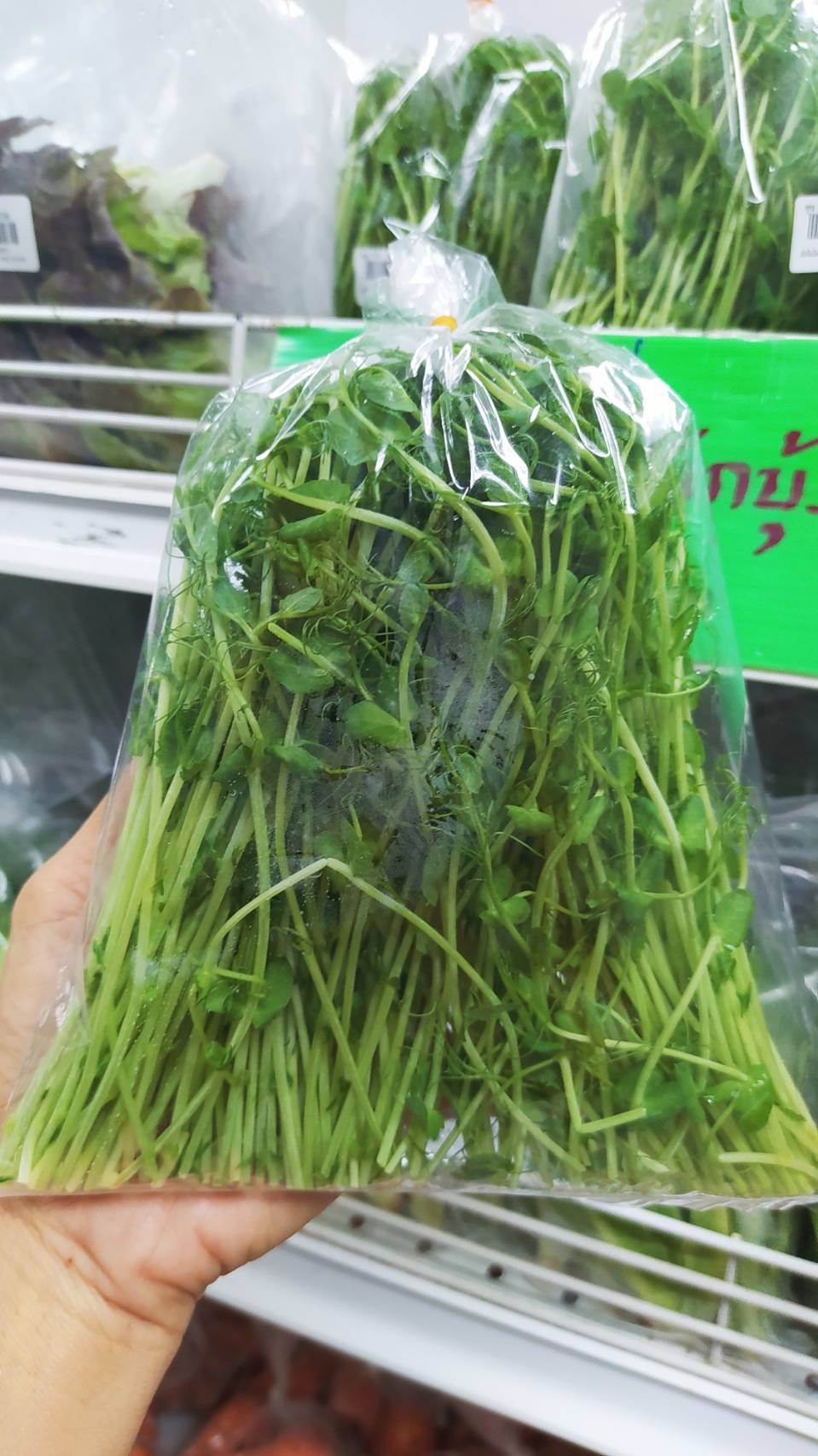 ผักไมโครกรีน สขจ. (โต๊วเหมี่ยว)