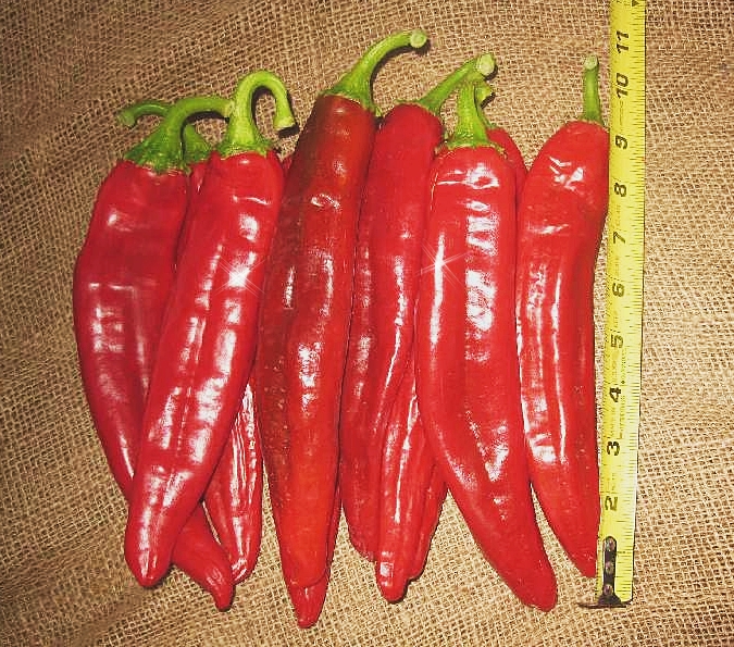 พริกยักษ์ ใหญ่ที่สุดในโลก - Big Jim Giant Pepper