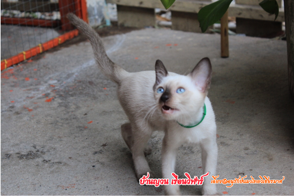 น้องแมวบ้านยวนเรือนวิฬาร์