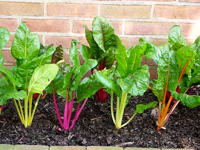 สวิสชาร์ตสีส้ม - Orange Swiss chard