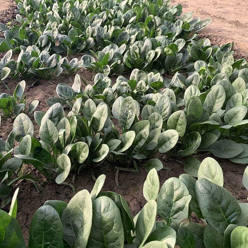 เมล็ดพันธุ์ สปินิส กรีนปริ้นเซส Green Princess Spinach F1 Seed
