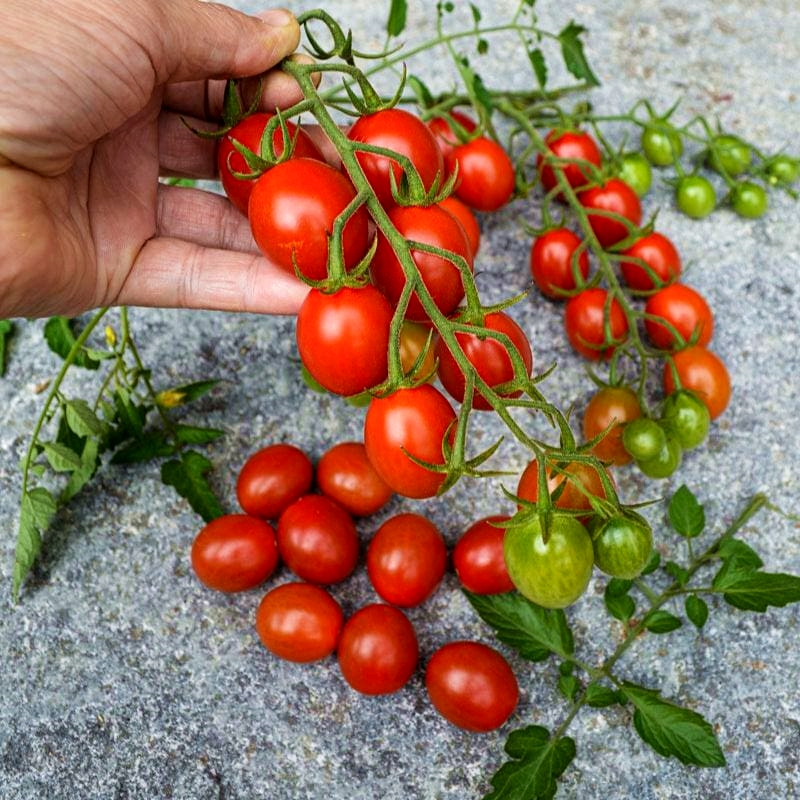 เมล็ดพันธุ์ มะเขือเทศ ชูการ์รัช Sugar Rush F1 Tomato Seed
