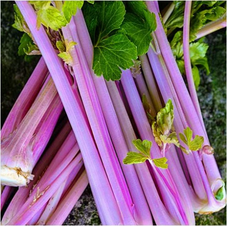 เมล็ดพันธุ์ คื่นฉ่ายสีชมพู Chinese Pink Celery Seed