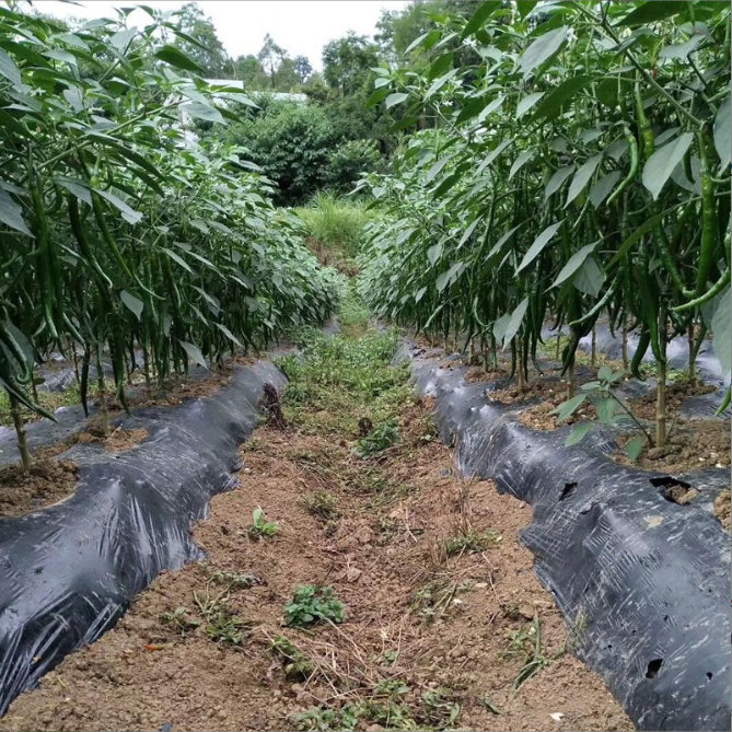 เมล็ดพันธุ์ พริกยาว กรีนลอง103 - Green Long 103 Pepper F1 Seed