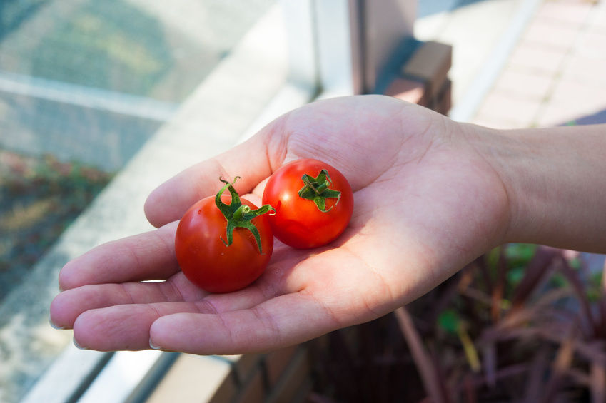 (Whole 1 Oz) มะเขือเทศเชอรี่ผลใหญ่ - Large Red Cherry Tomato