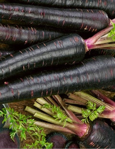 แครอทดำ แบล็คเนบิวล่า - Black Nebula Carrot