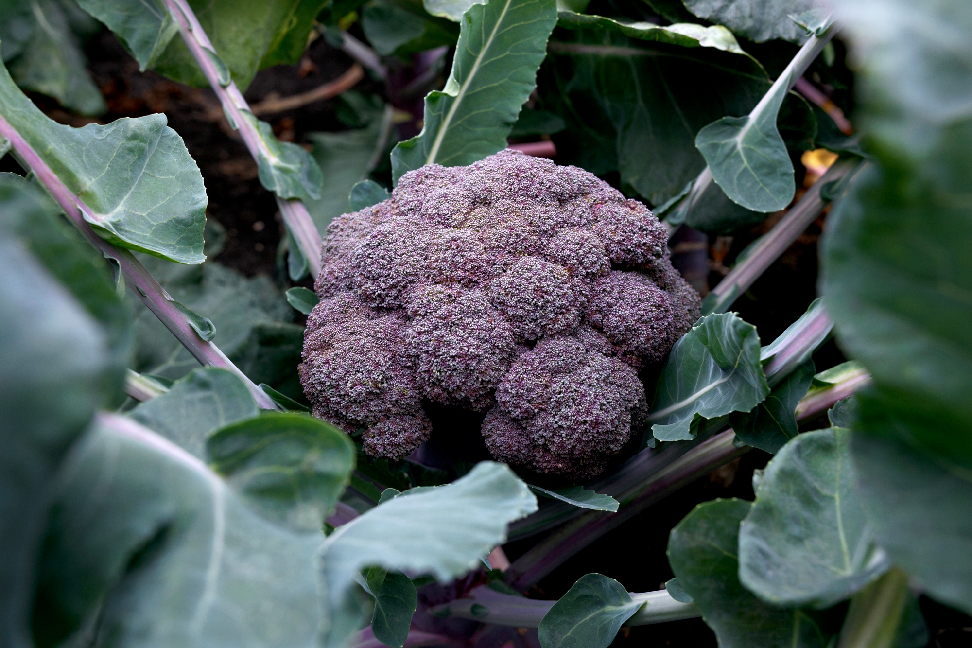 เมล็ดพันธุ์ บล็อคโคลี่สีม่วง Purple Magic Broccoli F1 Seed