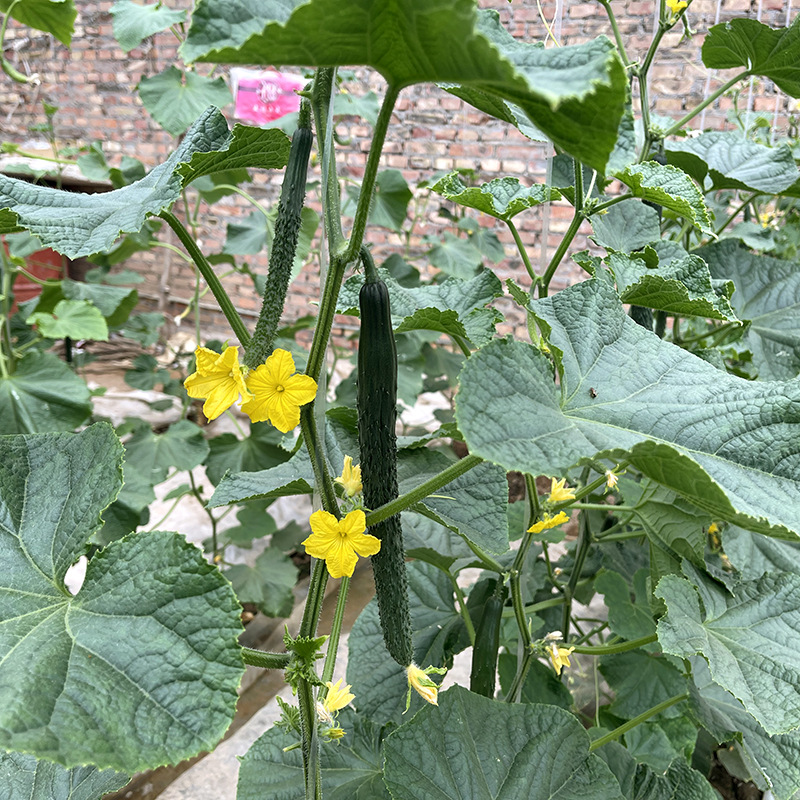 เมล็ดพันธุ์ แตงกวาญี่ปุ่น มิไร 115 Mirai 115 F1 Japanese Cucumber Seed