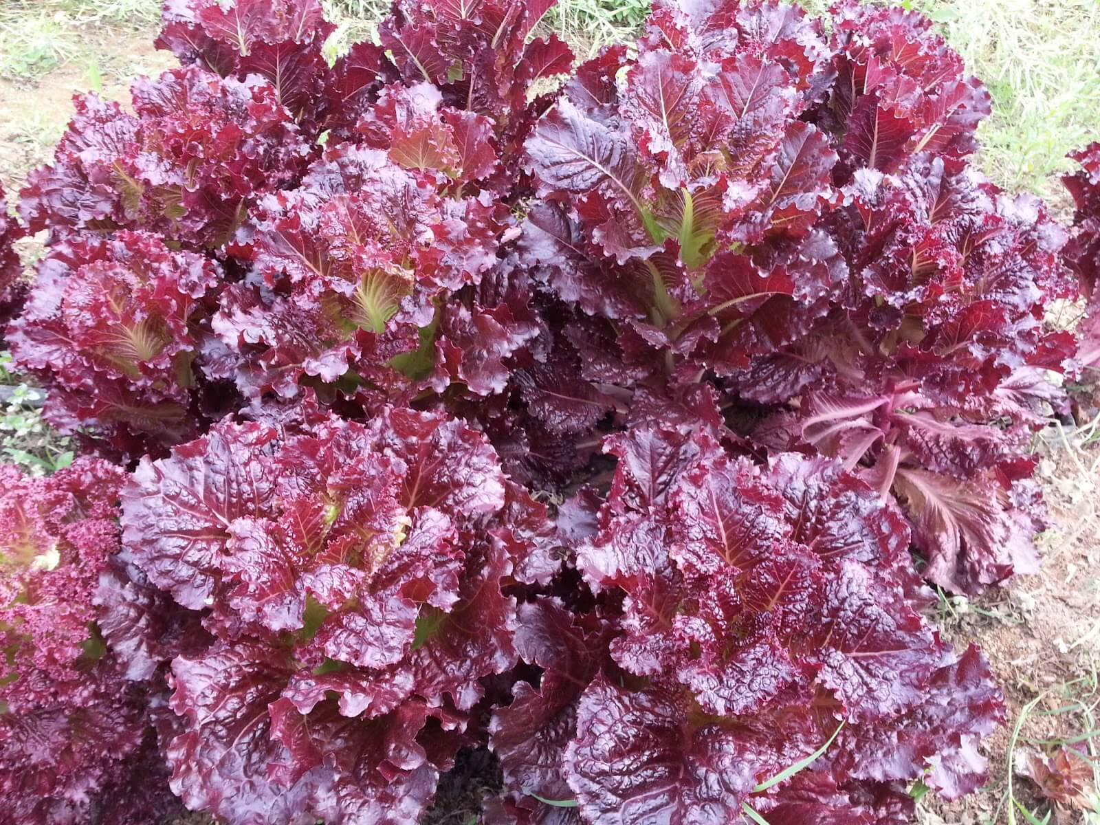 เมล็ดพันธุ์ ผักสลัด เมอร์ล็อต Merlot Lettuce Seed