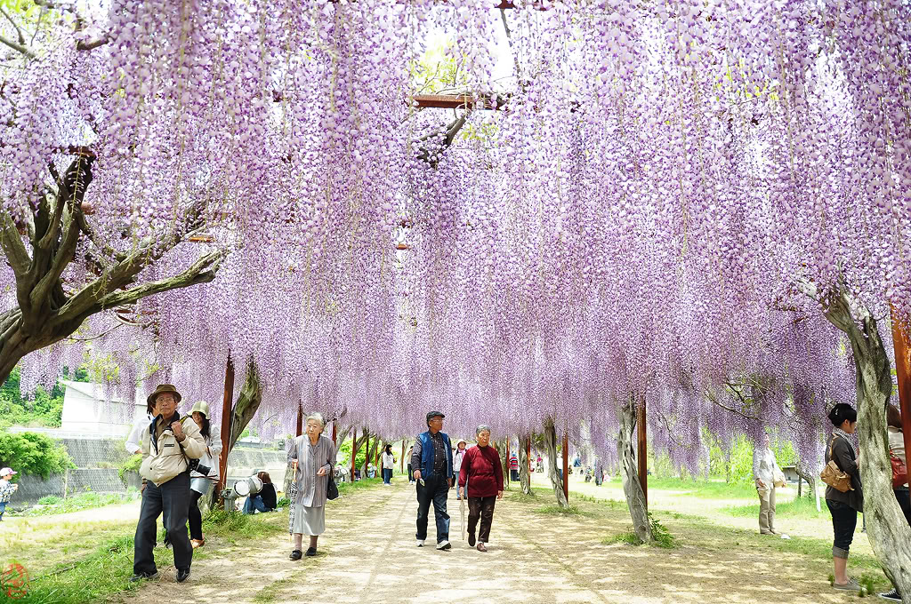วิสทีเรียสีม่วง - Purple Wisteria
