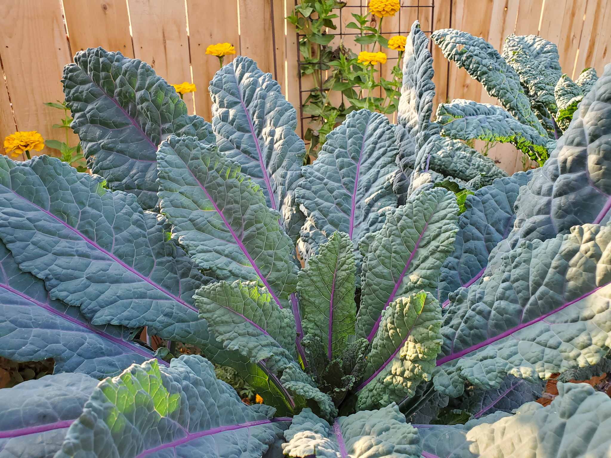 เมล็ดพันธุ์ เคลแดซลิ่งบูล - Dazzling Blue Kale Seed