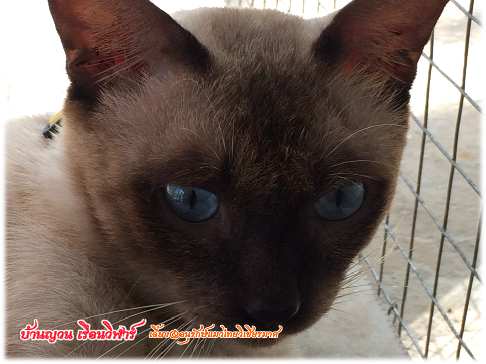 วิเชียรมาศ@บ้านยวนเรือนวิฬาร์