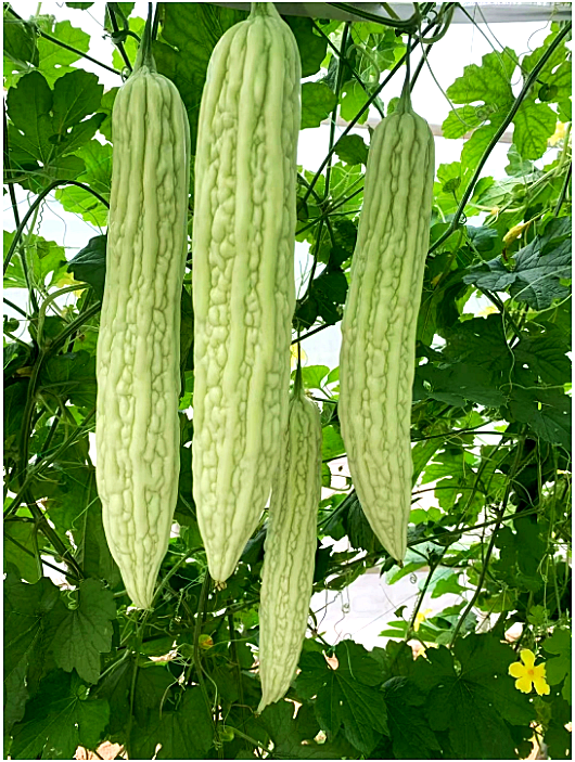 เมล็ดพันธุ์ มะระขาว ญี่ปุ่น - White Bitter Gourd Seed
