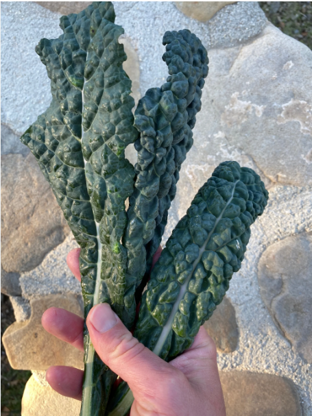 (Whole 1 Oz.) เมล็ดพันธุ์เคล แบล็คเมจิค - Black Magic Kale Seed