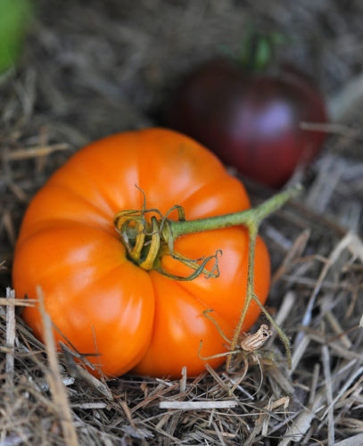 มะเขือเทศ อะมาน่า - Amana Orange Tomato