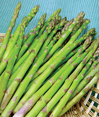 (Whole 1 Oz.) หน่อไม้ฝรั่ง พันธุ์แมรี่วอชิงตัน - Mary Washington Asparagus
