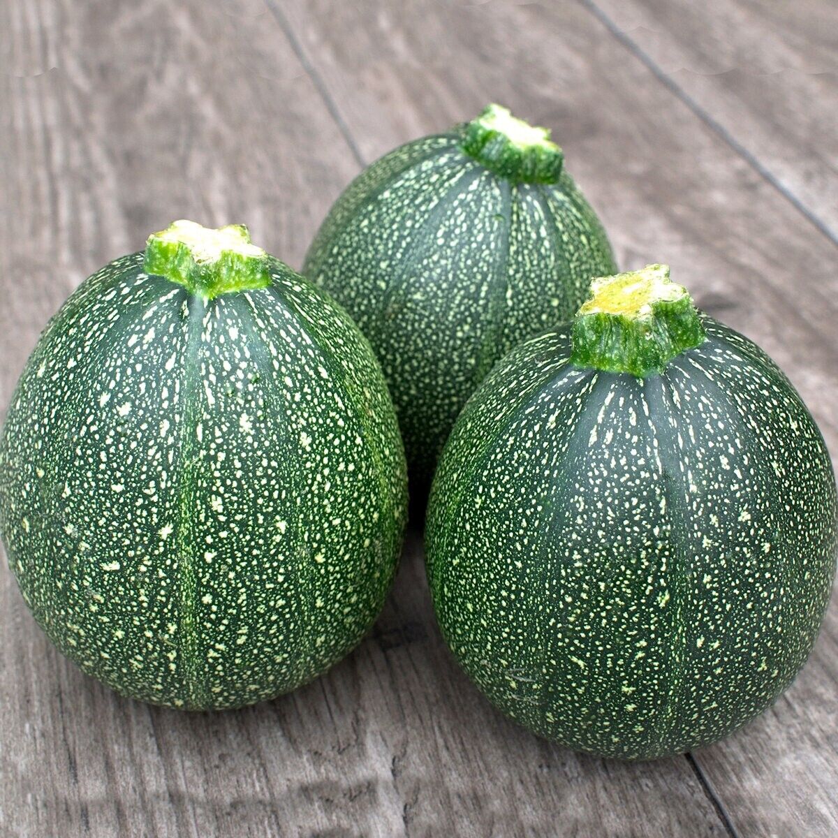 เมล็ดพันธุ์ ฟักทอง ซูกินี กลมเกรย์ Round Gray Zucchini Squash Seed