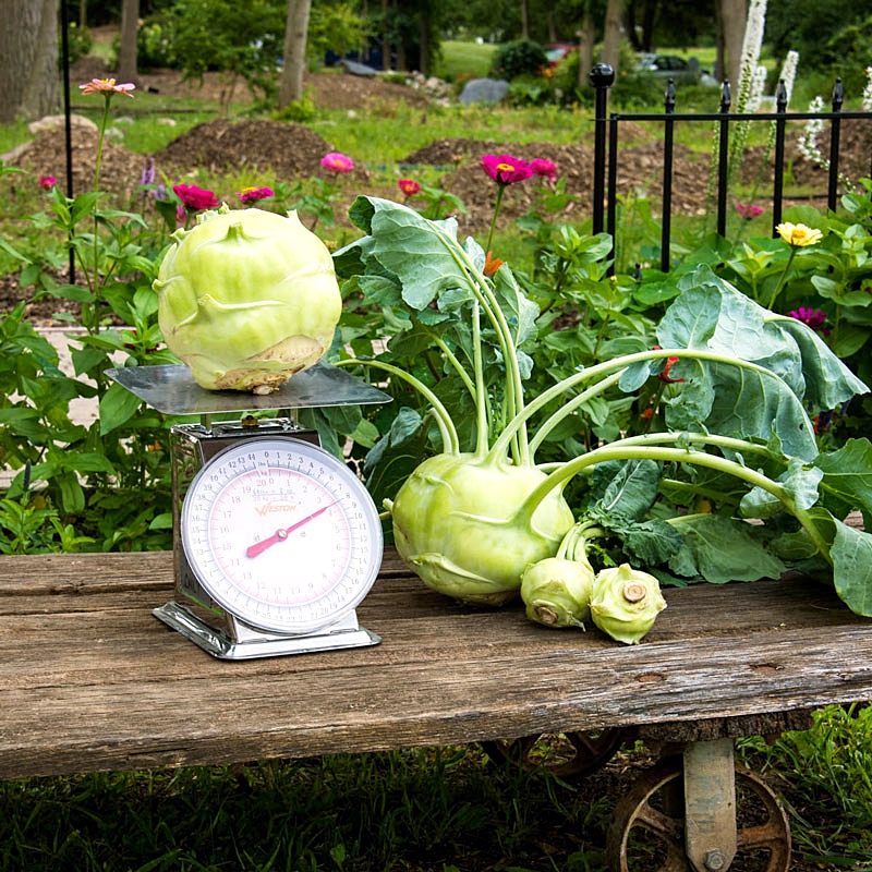 กะหล่ำ ปมยักษ์ - Superschmelz Giant White Kohlrabi