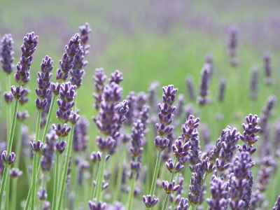 ลาเวนเดอร์ อังกฤษ - English Lavender Flower