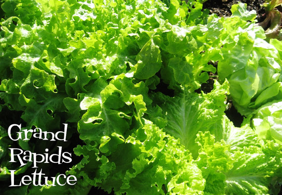 ผักสลัด แกรนด์เรฟพิด - Grand Rapids Lettuce