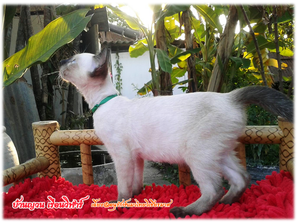 น้องแมว 2/3/2560