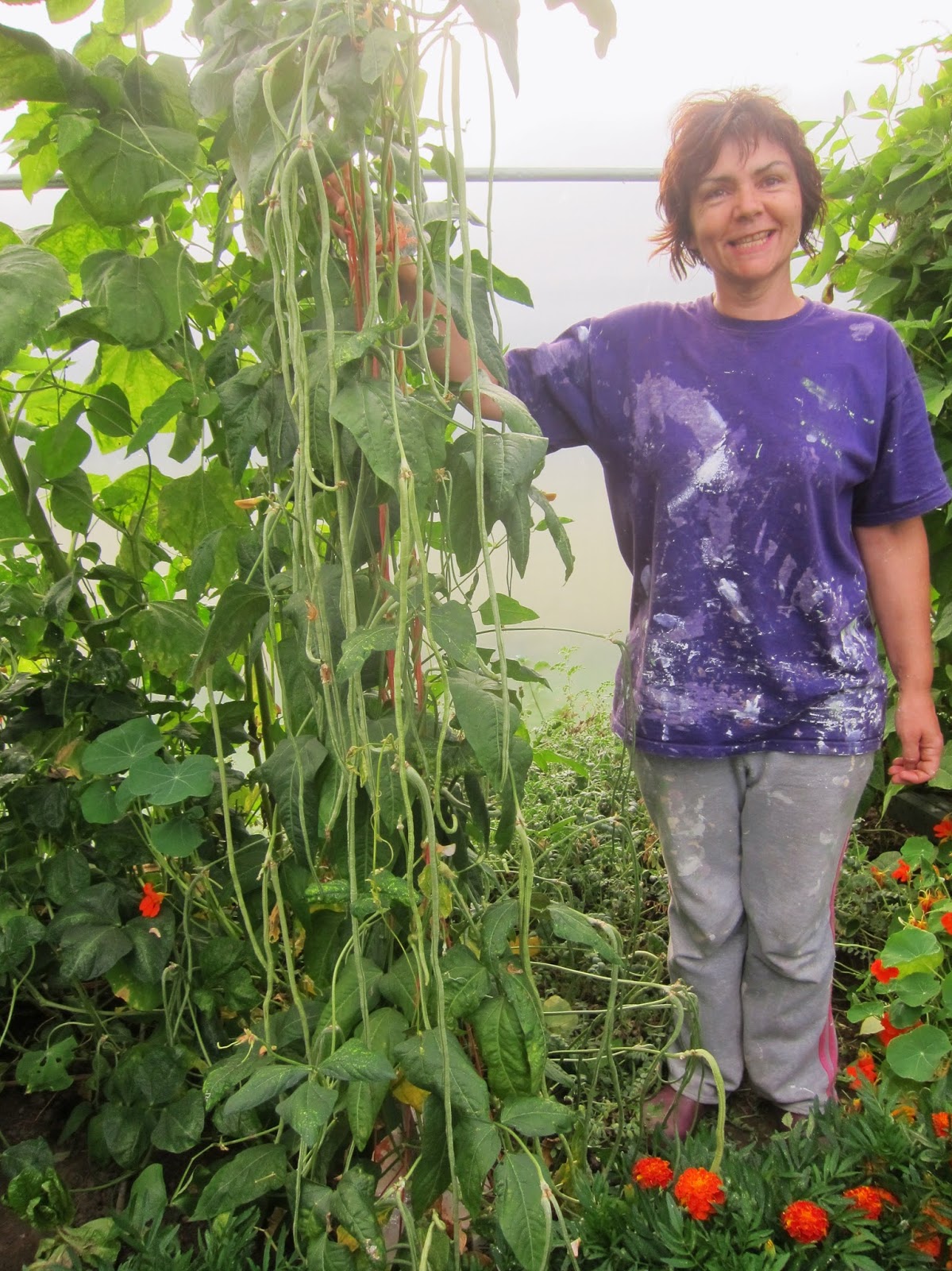 ถั่วฝักยาวออเรียนทอล - Oriental Yard Long Bean