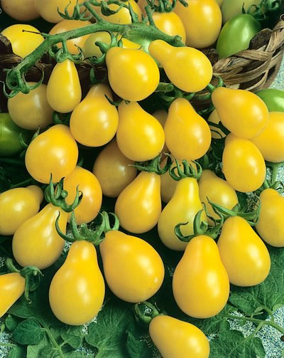 มะเขือเทศลูกแพรสีเหลือง - Yellow Pear Tomato