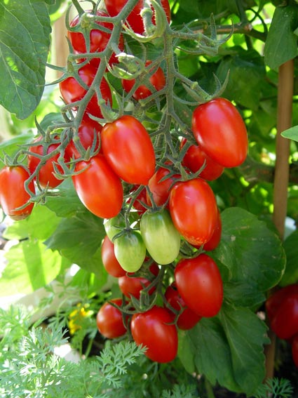 มะเขือเทศ ดอลเซ่ วีต้า - Dolce Vita Tomato F1