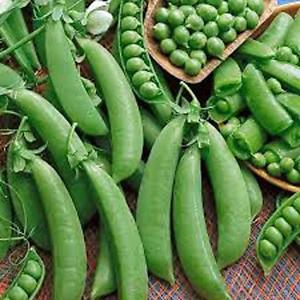 ถั่วหวาน ชูก้าแดดดี้ - Pea Sugar Daddy