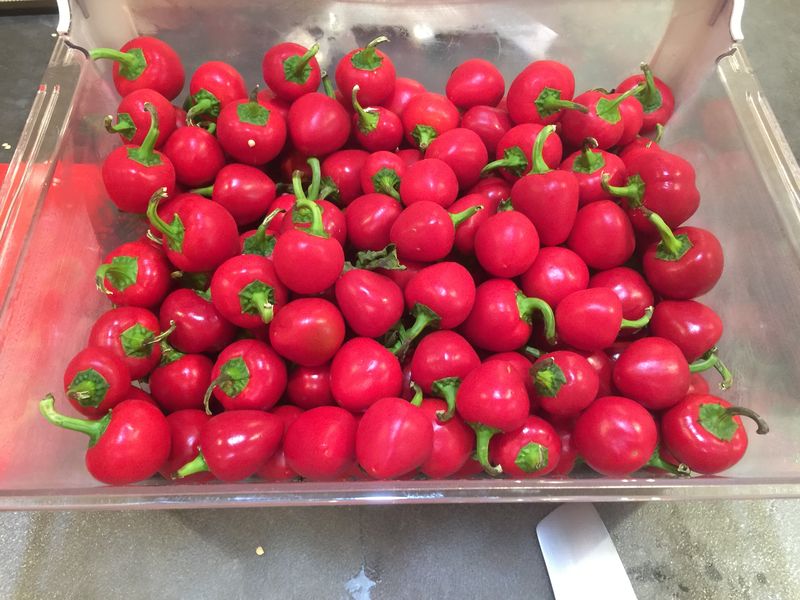 พริกเชอรี่เผ็ด - Large Red Hot Cherry Pepper
