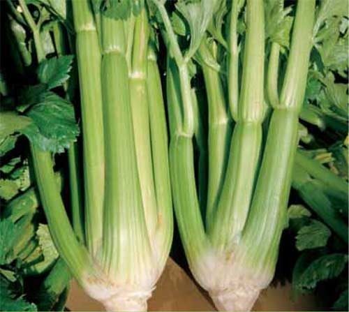 (Whole 1 LB) เมล็ดพันธุ์ เซเลอรี ยูท่า - Utah 52-70 Celery