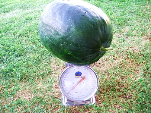 แตงโมแบล็คไดมอนด์ - Black Diamond Watermelon