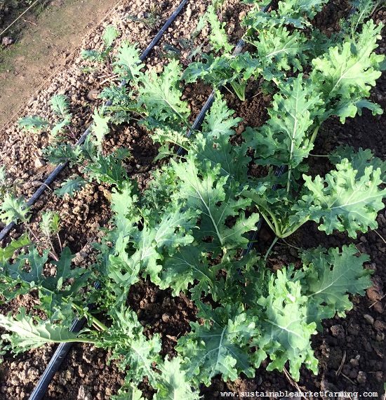 (Whole 1 Oz) เคลไวท์รัสเซียน - White Russian Kale