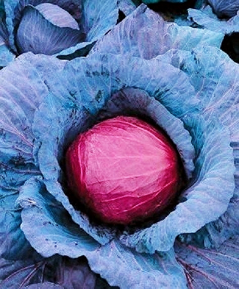 กะหล่ำปลีสีม่วง - Purple Cabbage