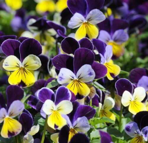 (Whole 1 Oz.) เมล็ดพันธุ์ ดอกไวโอล่า เฮเลนเม้าท์ - Helen Mount Johnny Jump-up Viola Seed