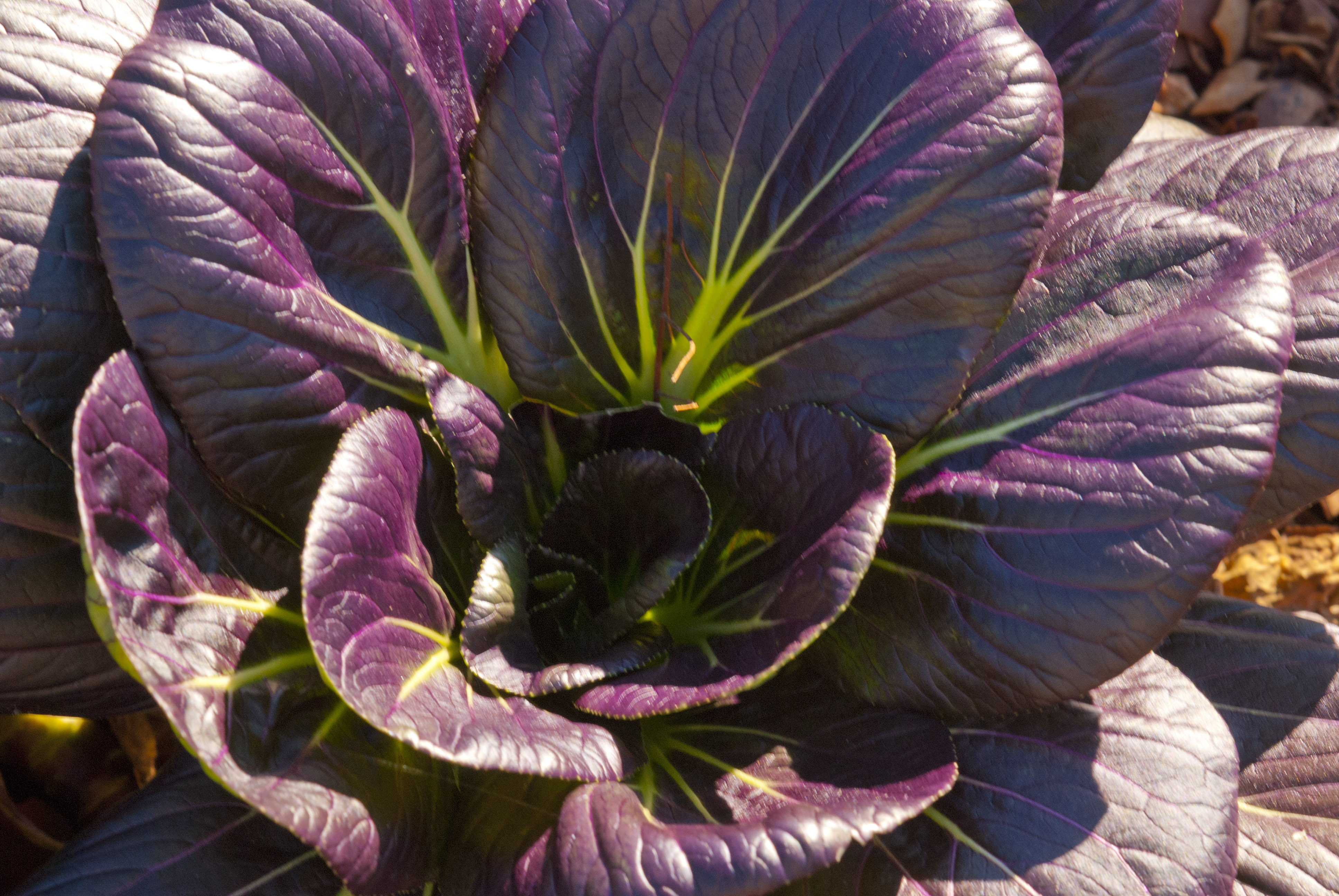 กวางตุ้งฮ่องเต้สีม่วง - Pak choi Ruby F1