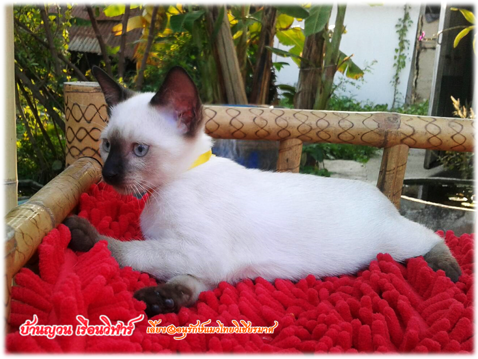 น้องแมว 2/3/2560